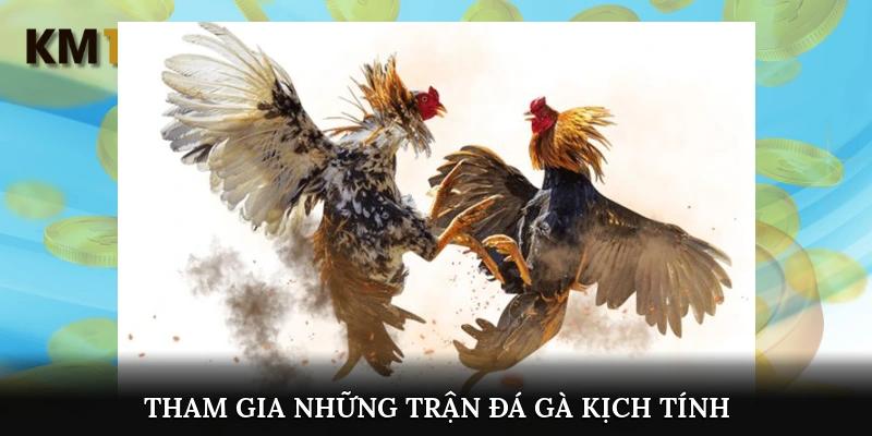 Tham gia những trận đá gà kịch tính